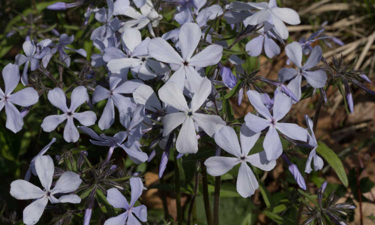 Phlox stolonifera