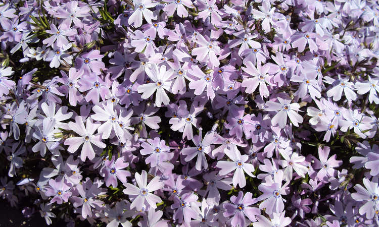Phlox subulata