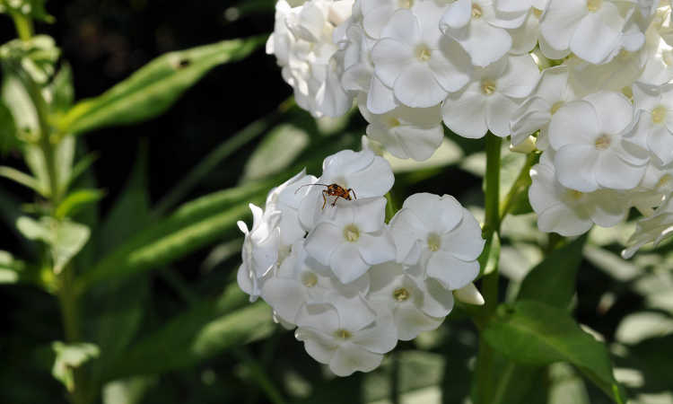 Phlox with phlox bug