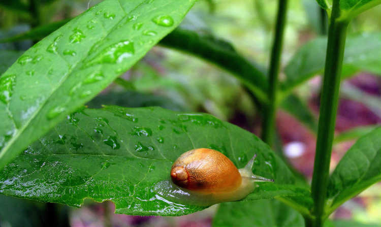 Snail on phlox leaf
