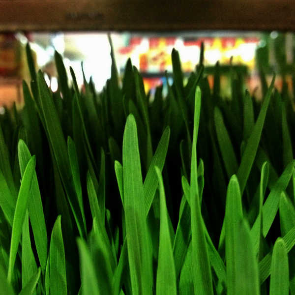 Lush wheatgrass