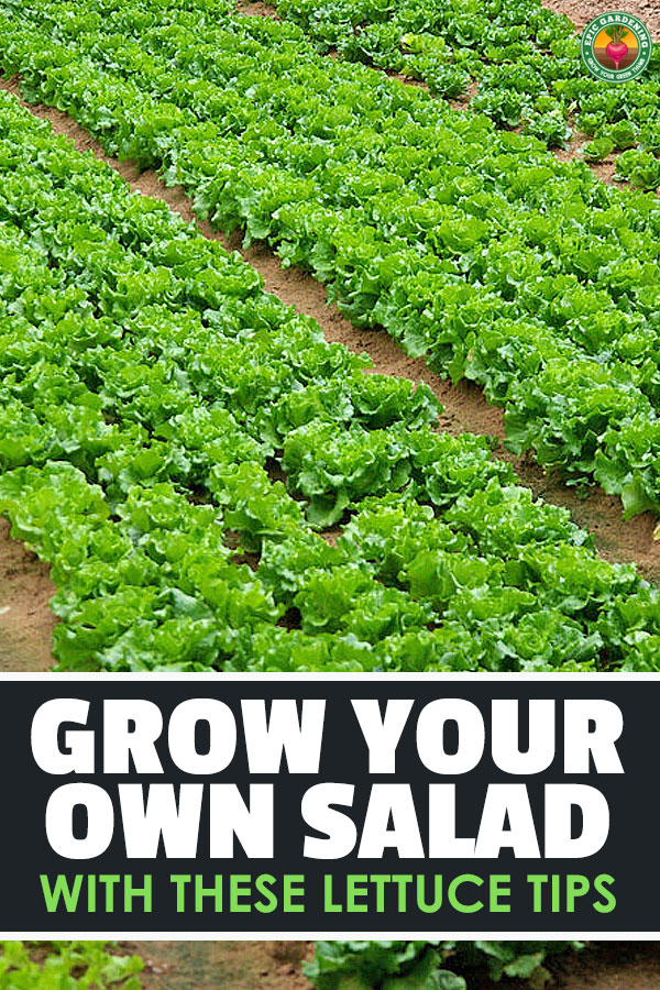 Learning the secrets of how to grow lettuce will let you harvest delicious, nutritious greens every single week. Learn how in this complete guide!
