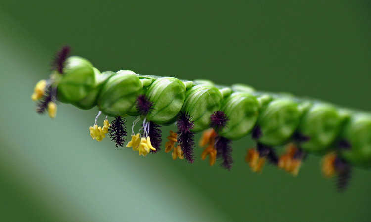 Closeup of crabgrass seedhead