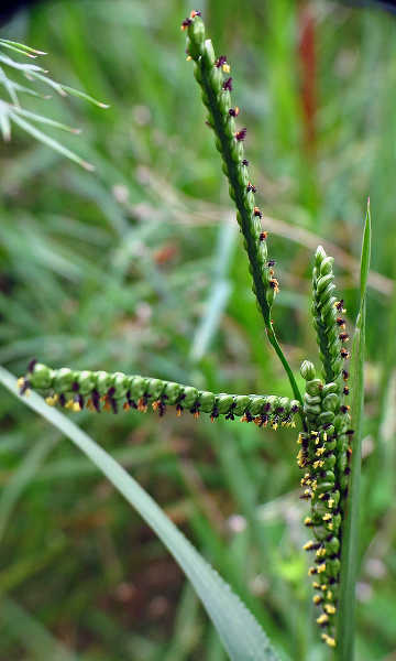 Top seedhead of crabgrass