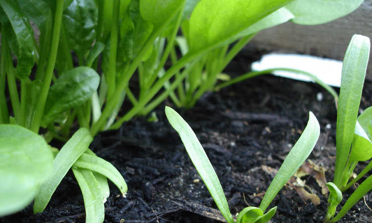 base of spinach plants