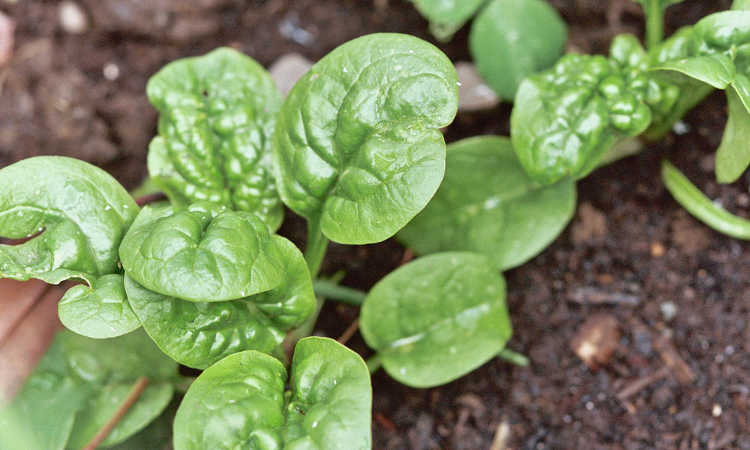 Bloomsdale spinach