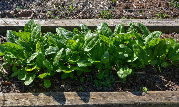 Crocodile spinach