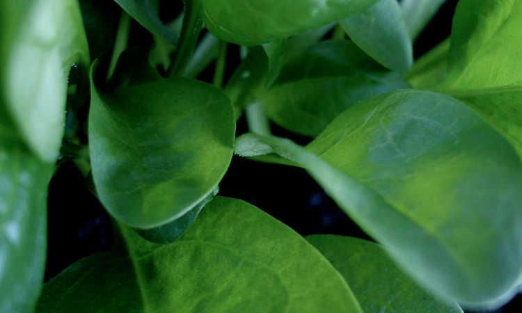 flat leaf spinach