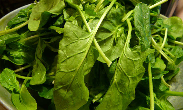freshly picked spinach