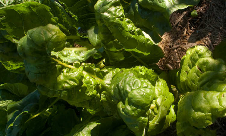 Large mature spinach plants