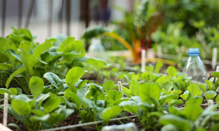 Renegade spinach plants