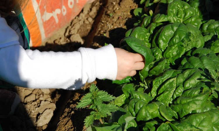 Savoy type spinach full growth