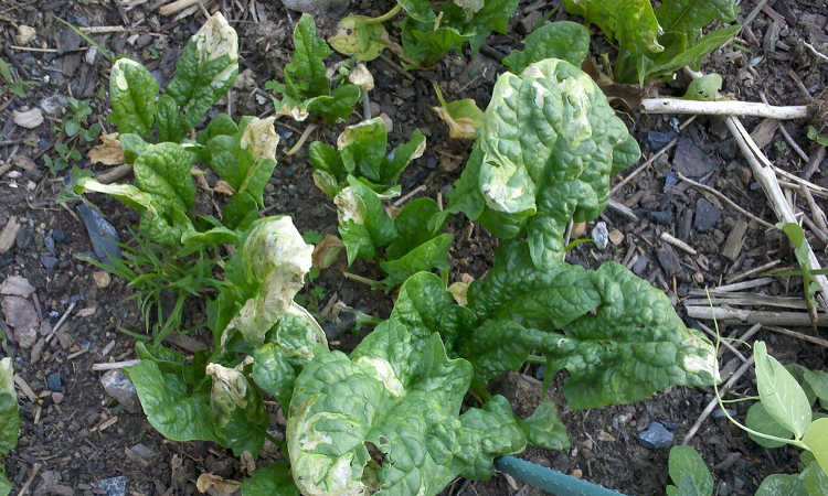 Spinach leafminer damage