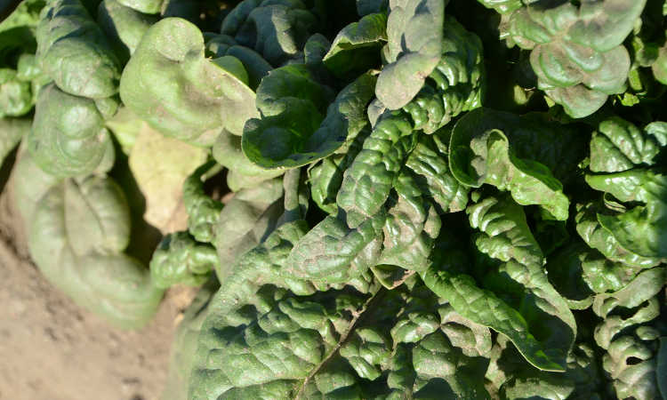 Spinach leaves collecting dust