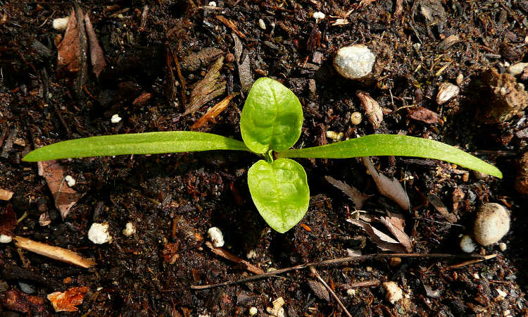 Spinach sprout