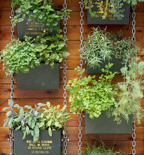 chainlink ammo can garden