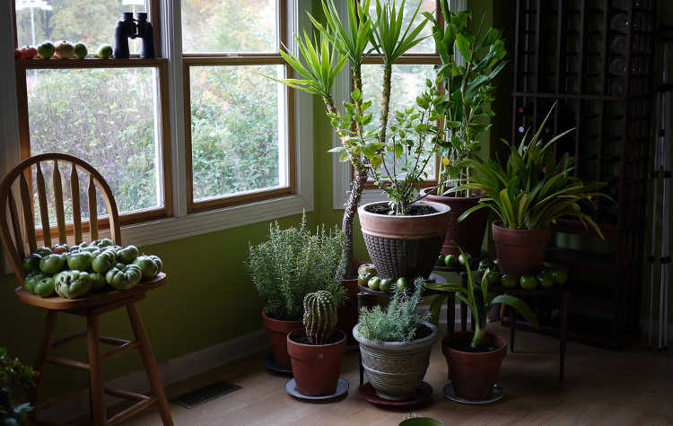 Well spaced houseplants have good airflow