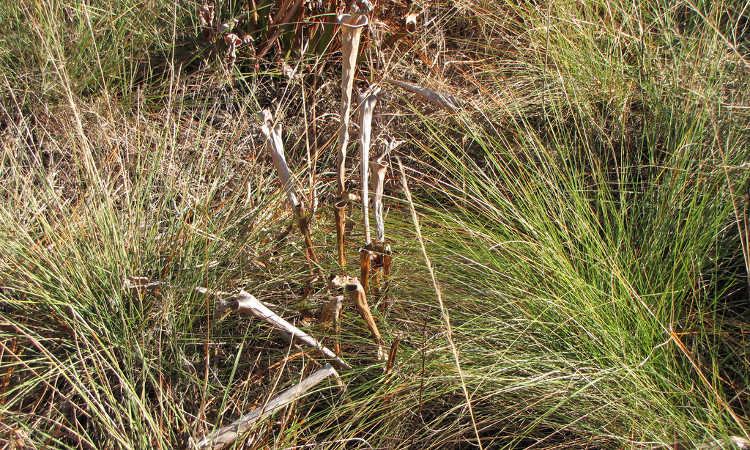 Dormant pitcher plants