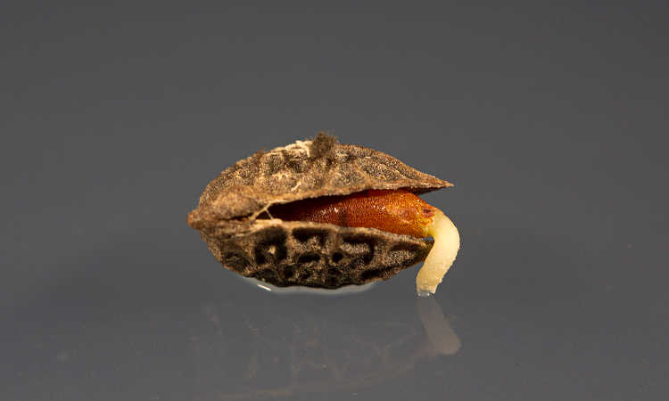 Amborella seed germinating