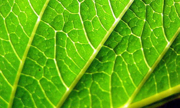 Leaves