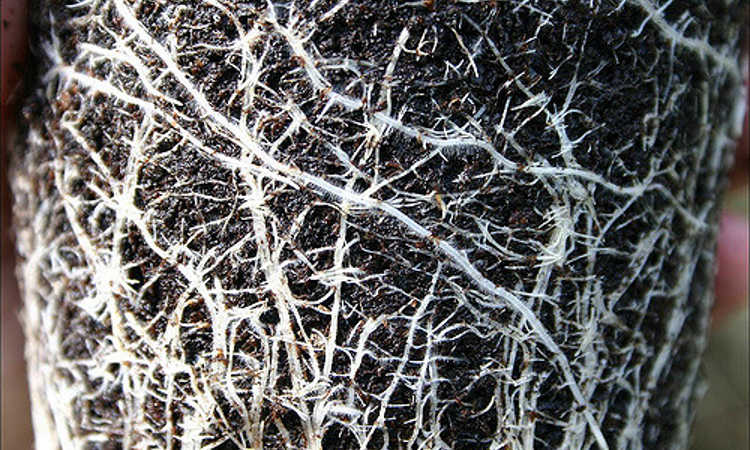 Roots