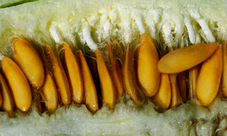 Seeds