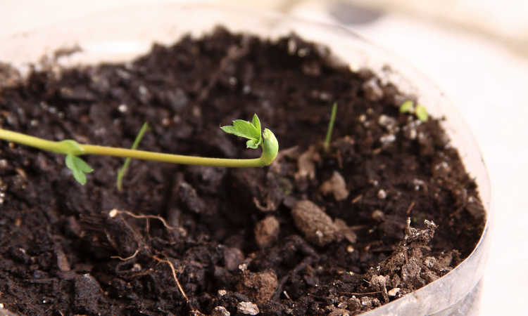 Strawberry runner looking for fertile soil