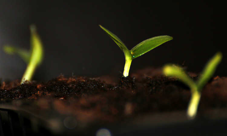 Seedling showing first pair of leaves