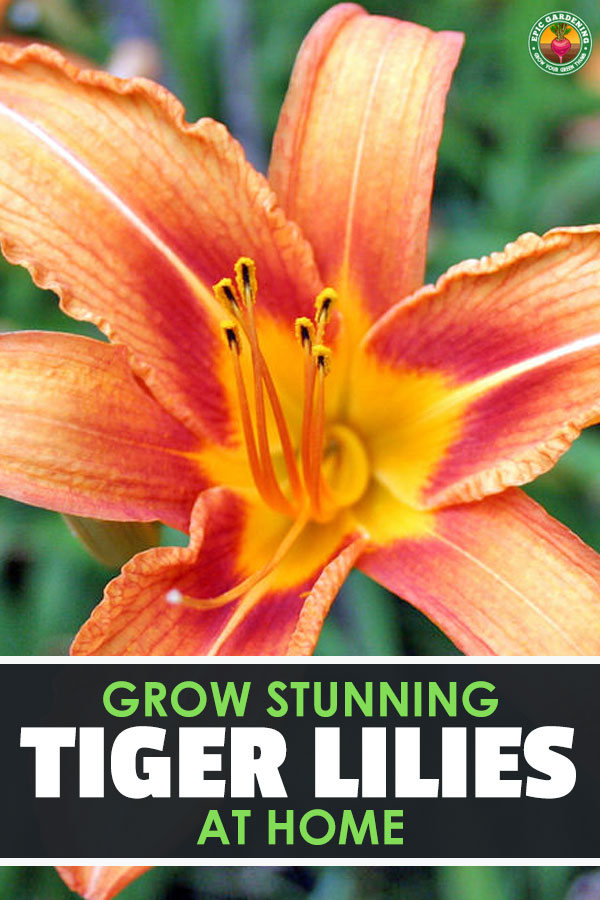 The tiger lily is a stunning, flashy plant which can brighten up any garden. Learn to grow your own Lilium lancifolium with our complete care and growing guide!