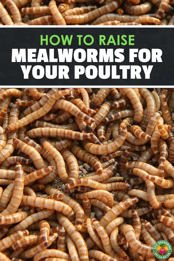 Mealworms can become an expensive treat for your poultry or pets. Learn how to raise mealworms at home and save a lot of money with our complete how-to guide!