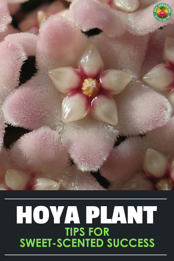 The hoya plant produces a sweet aroma and large clusters of star-shaped flowers. It\'s easy to care for with the tips we provide in this complete growing guide!