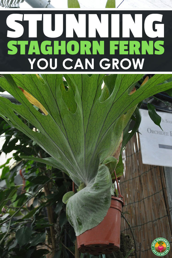 The staghorn fern is a lush, ancient tropical rainforest dweller which can be grown at home. Check out our growing guide for everything you need to know!