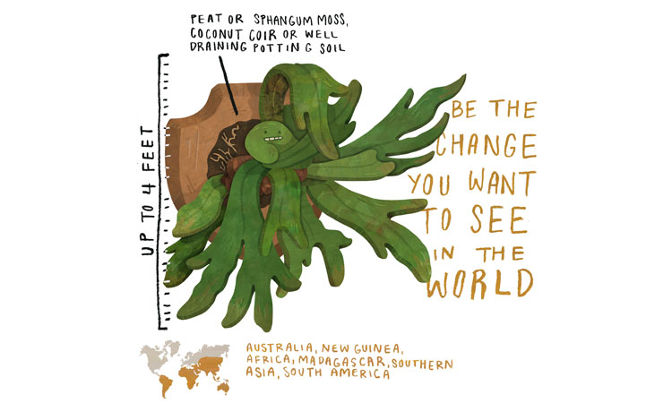 Staghorn Fern Care
