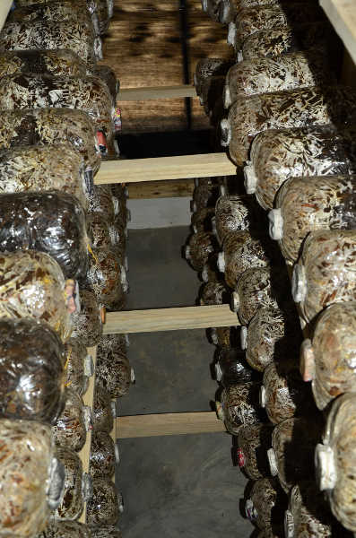 Growing edible mushrooms