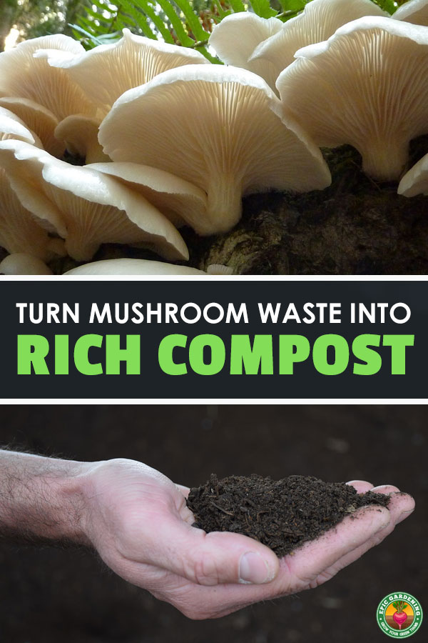 Mushroom compost is a great soil amendment which retains water and stops soil compaction. Learn all about how it's made commercially and how to make your own!