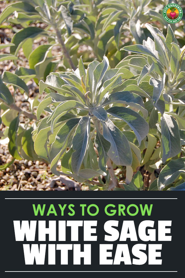 White sage (salvia apiana) is a wonderful plant for cooking, medicinal use, and smudging. Learn exactly how to grow, cultivate, and harvest in this guide.