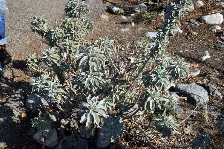 A harvested white sage plant