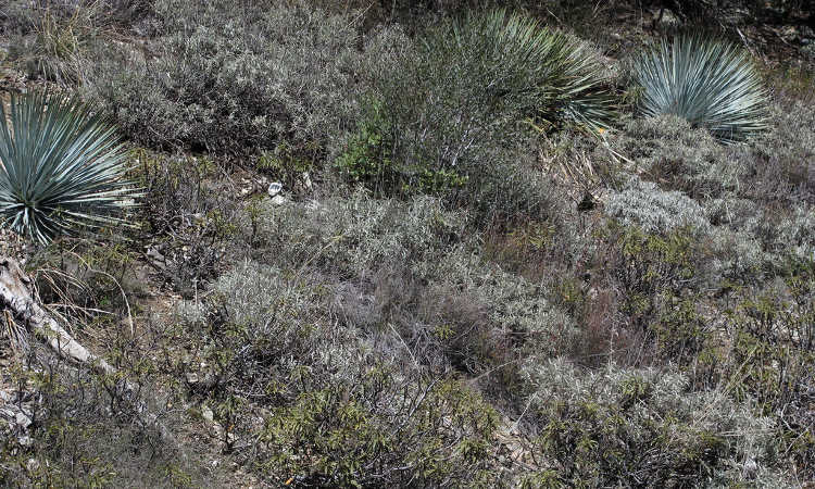 White sage in its natural environment