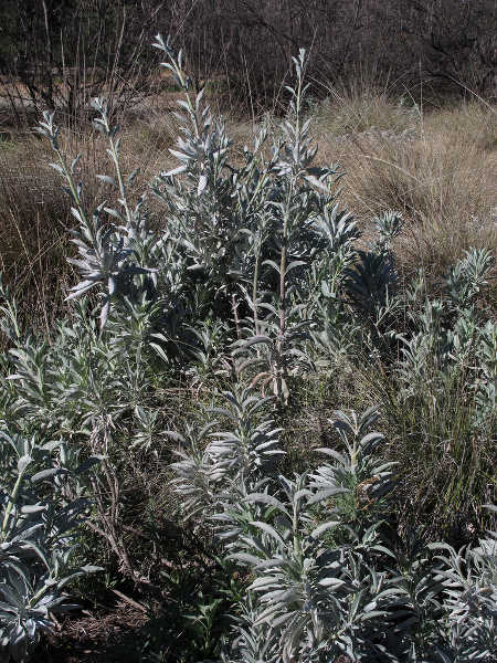 Wild white sage plant