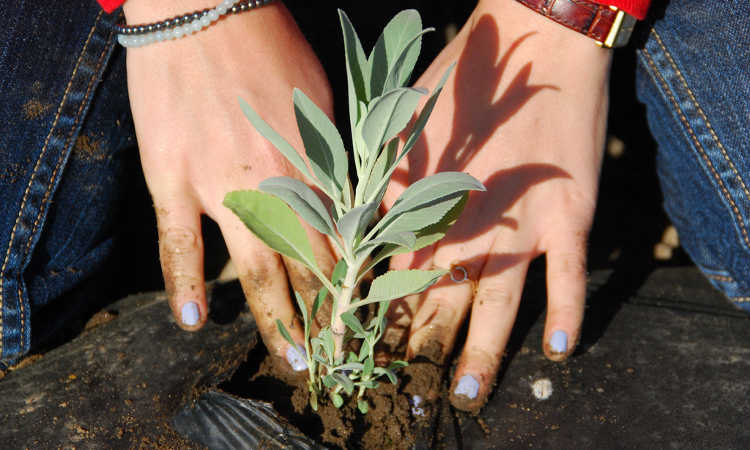 Planting white sage