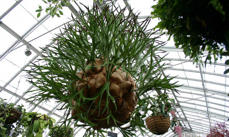 Platycerium alcicorne