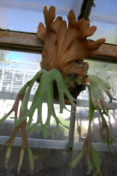 Platycerium andinum