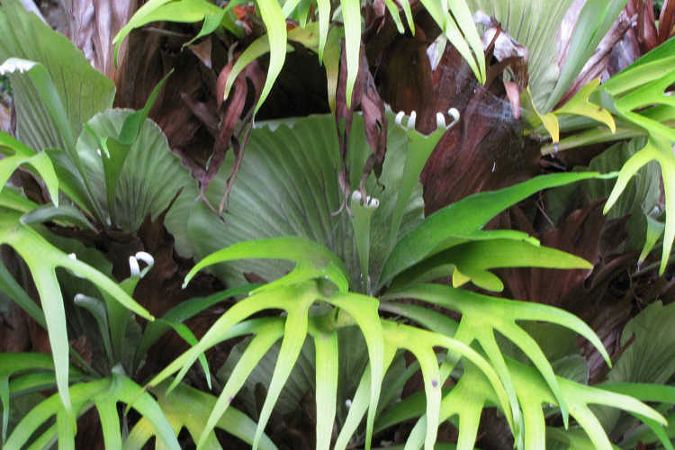 Platycerium bifurcatum