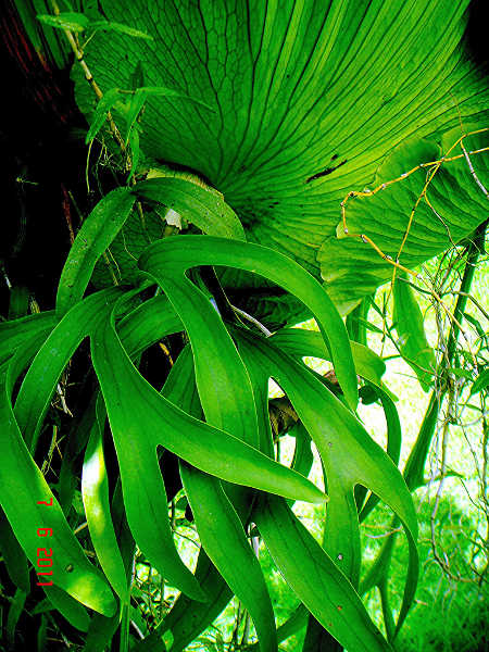 Platycerium coronarium