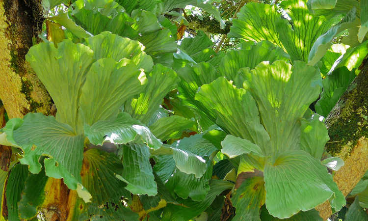 Platycerium elephantotis