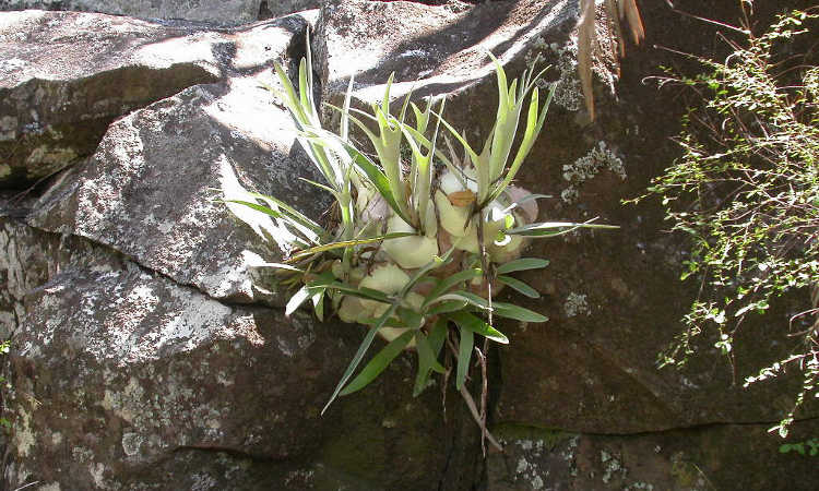Platycerium veitchii