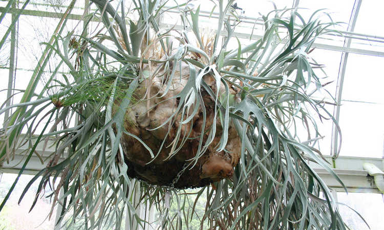 Platycerium veitchii var. lemoinei