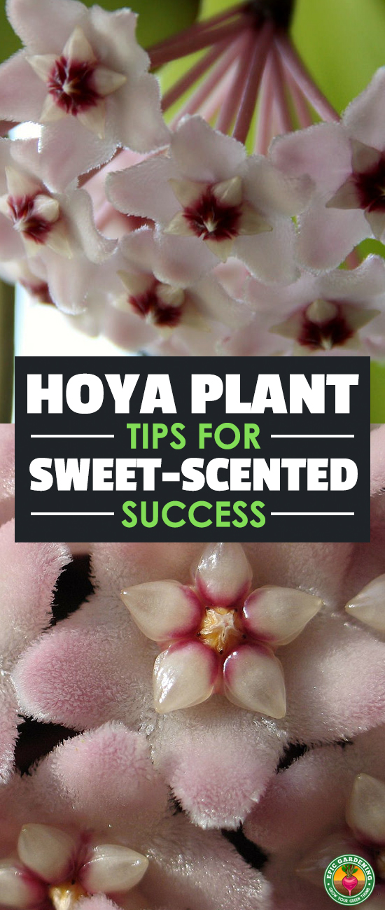 The hoya plant produces a sweet aroma and large clusters of star-shaped flowers. It's easy to care for with the tips we provide in this complete growing guide!