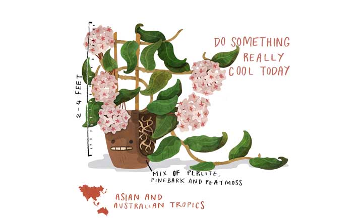 Hoya Plant Quick Care Illustration