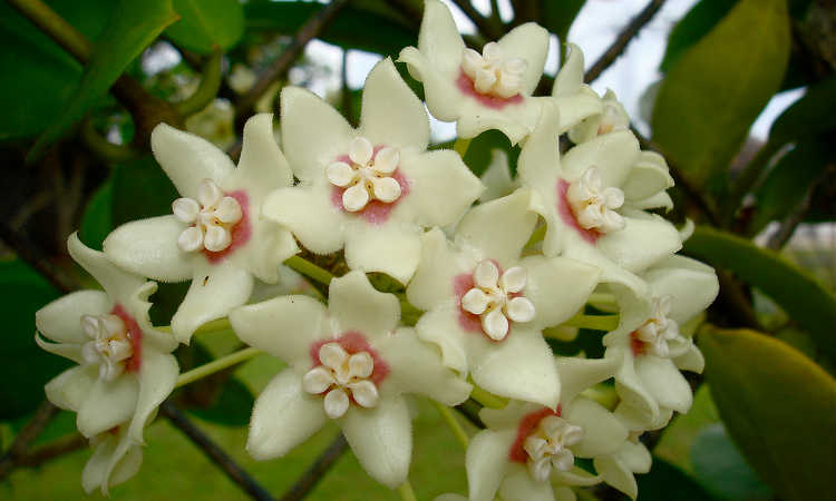 Hoya australis